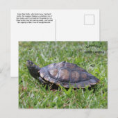 Postale Fausse carte Turtle Ridgeland Sc (Devant / Derrière)