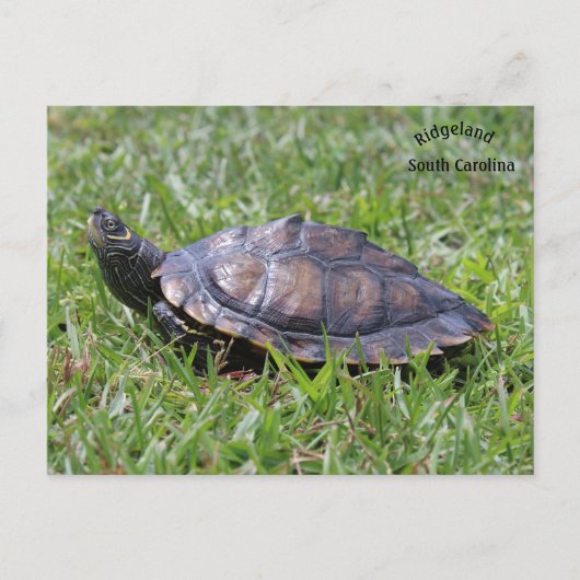 Postale Fausse carte Turtle Ridgeland Sc (Devant)