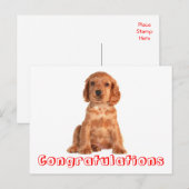 Postale Félicitations Cocker Spaniel Puppy Chien Carte Pos (Devant / Derrière)