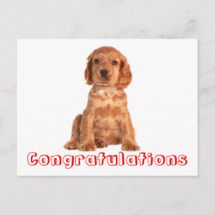 Postale Félicitations Cocker Spaniel Puppy Chien Carte Pos