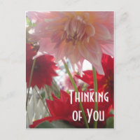 Fermer Dahlia Flowers en rose et rouge carte posta
