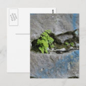 Postale Ferne déterminée dans Boulder Blue Graffiti Carte  (Devant / Derrière)