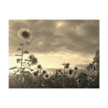 Fier tournesol au coucher du soleil - Carte postal