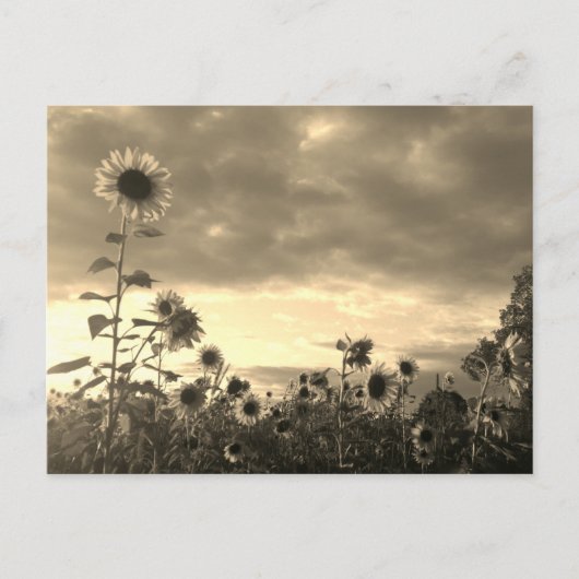 Postale Fier tournesol au coucher du soleil - Carte postal (Devant)