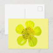 Postale Fleur en beaming Buttercup - transparent. Carte (Devant / Derrière)