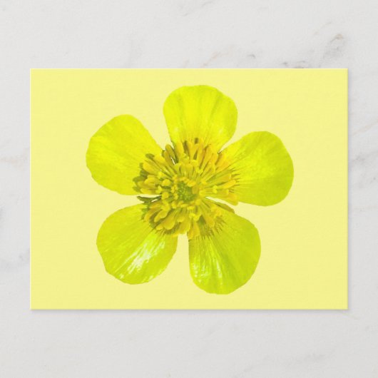 Postale Fleur en beaming Buttercup - transparent. Carte (Devant)