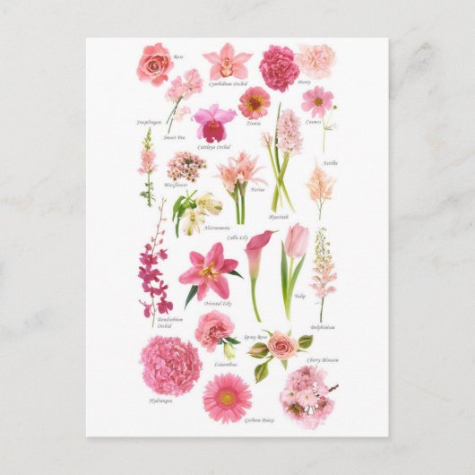 Postale Fleur Pink Briefkaart (Voorkant)