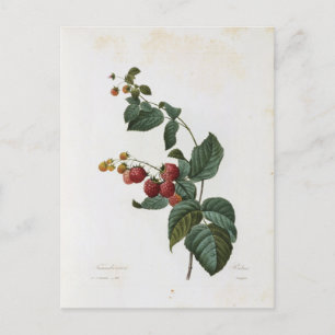 Postale Fleurs 17-kaart Briefkaart