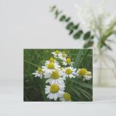 Postale Fleurs Chamomiles Gros plan do-it-yourself carte p (Debout devant)
