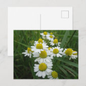 Postale Fleurs Chamomiles Gros plan do-it-yourself carte p (Devant / Derrière)