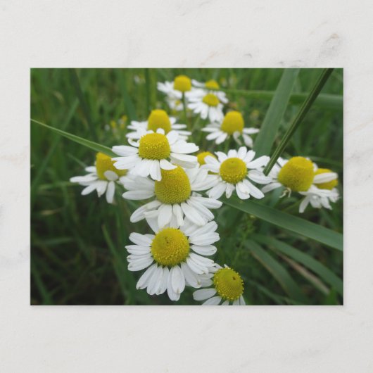 Postale Fleurs Chamomiles Gros plan do-it-yourself carte p (Devant)