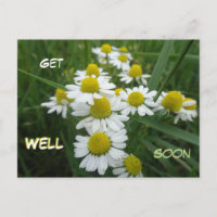 Fleurs de Camomille en Gros Plan Carte de Vœux de 