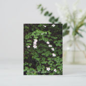 Postale Fleurs de cornouiller dans les bois... Carte posta (Debout devant)