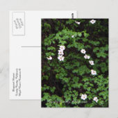 Postale Fleurs de cornouiller dans les bois... Carte posta (Devant / Derrière)