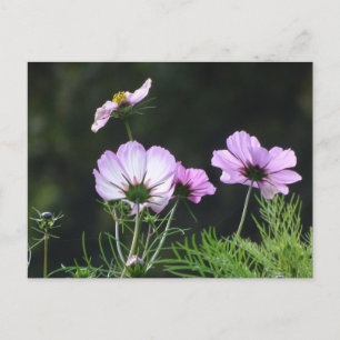 Postale Fleurs de Cosmea Sunny do-it-yourself carte postal