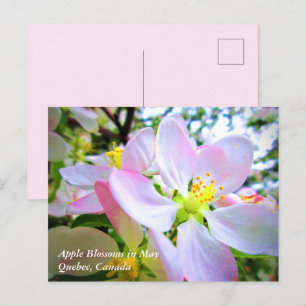 Postale Fleurs de pommier blanches roses en mai Carte post