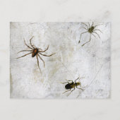 Postale Funny sorcières Jambes Wicked Halloween Carte post (Dos)