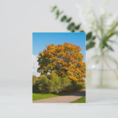 Postale Garden Maple, Saint-Pétersbourg Russie Carte posta (Debout devant)