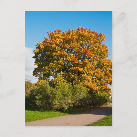 Postale Garden Maple, Saint-Pétersbourg Russie Carte posta (Devant)