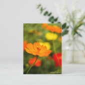 Postale Golden Cosmos ［ carte postale] (Debout devant)