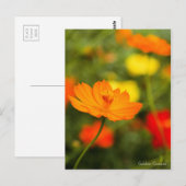 Postale Golden Cosmos ［ carte postale] (Devant / Derrière)