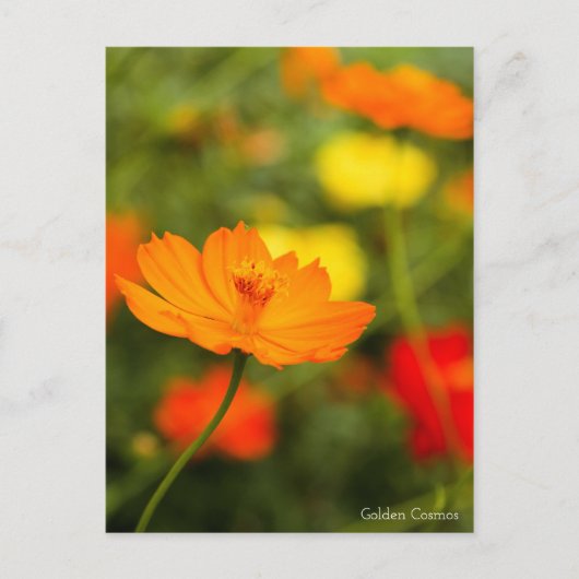 Postale Golden Cosmos ［ carte postale] (Devant)