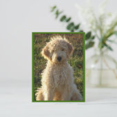 Postale Goldendoodle Chien Chien Chien Vierge Voeux Carte  (Debout devant)