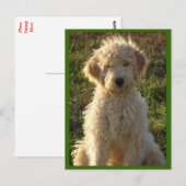Postale Goldendoodle Chien Chien Chien Vierge Voeux Carte  (Devant / Derrière)