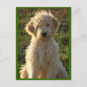 Postale Goldendoodle Chien Chien Chien Vierge Voeux Carte 