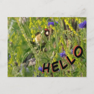 Postale Goldfinch in Wild Flowers Field HELLO Carte postal