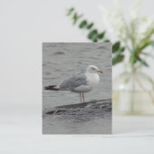 Postale Grande carte plate seagul (Debout devant)