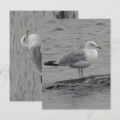 Postale Grande carte plate seagul (Devant / Derrière)