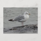 Postale Grande carte plate seagul (Dos)