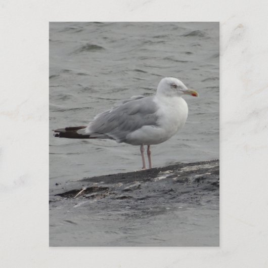 Postale Grande carte plate seagul (Devant)