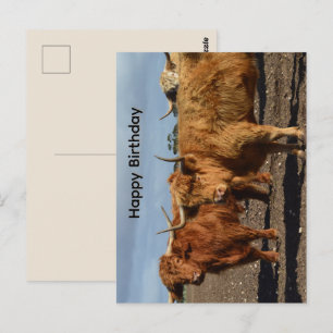Postale Grandes vaches Highland brunes, carte d'anniversai