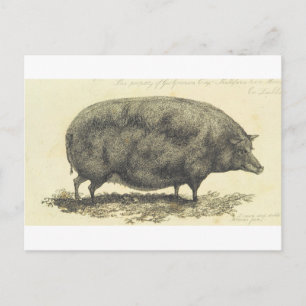 Postale Gravure de porc vintage avec carte texte