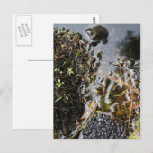 Postale Grenouille avec grenouille Carte de poste de frai (Devant / Derrière)