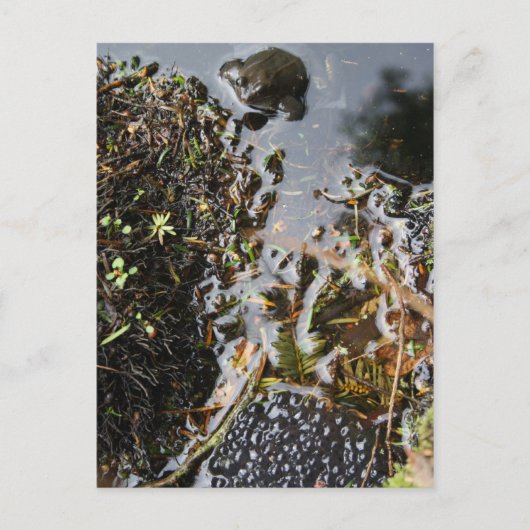 Postale Grenouille avec grenouille Carte de poste de frai (Devant)
