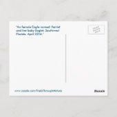 Postale Harriet Eagle oiseaux de famille Floride Carte pos (Dos)