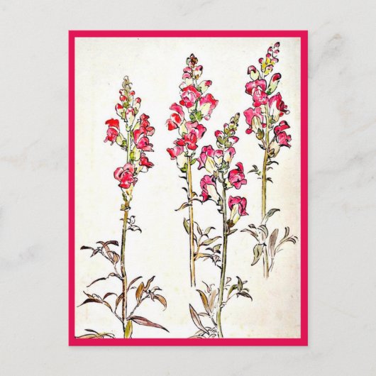 Postale Illustration Vintage Carte Postale-Beatrix Potter  (Devant)