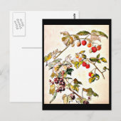 Postale Illustration Vintage Carte Postale-Beatrix Potter  (Devant / Derrière)