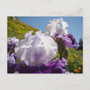 Postale Irises Carte de pré-pois de fleurs violet blanc Ir
