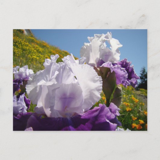 Postale Irises Carte de pré-pois de fleurs violet blanc Ir (Devant)