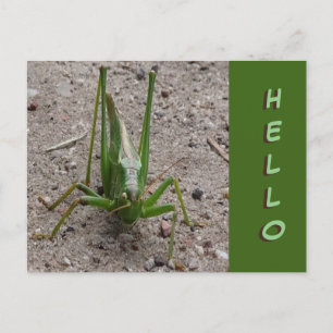 Postale Joli Grasshopper vert Gros plan Fermer HELLO Carte