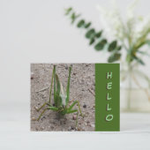 Postale Joli Grasshopper vert Gros plan Fermer HELLO Carte (Debout devant)