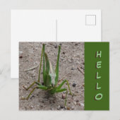 Postale Joli Grasshopper vert Gros plan Fermer HELLO Carte (Devant / Derrière)