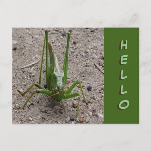 Postale Joli Grasshopper vert Gros plan Fermer HELLO Carte (Devant)