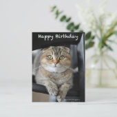 Postale joli scottish pli nouilles chat anniversaire carte (Debout devant)