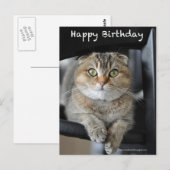 Postale joli scottish pli nouilles chat anniversaire carte (Devant / Derrière)