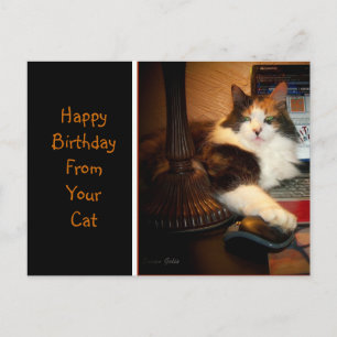 Postale Joyeux Anniversaire De Votre Carte De Vœux De Chat